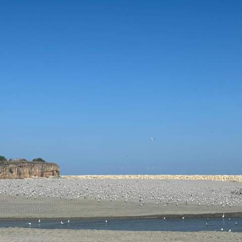 Plaja Copahavana 250214 - Poza 003